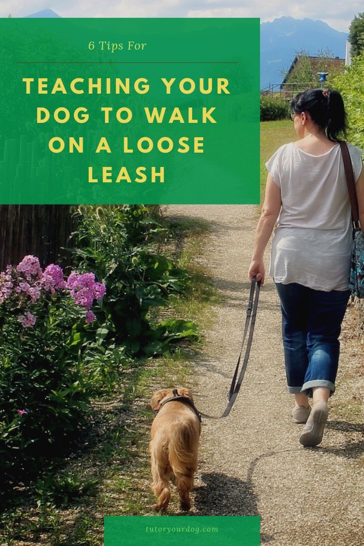 Get tips for teaching your dog to walk on a loose leash so you can enjoy walks with your dog.