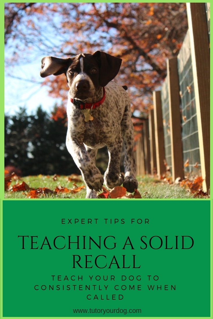 Teach your dog to consistently come when called.