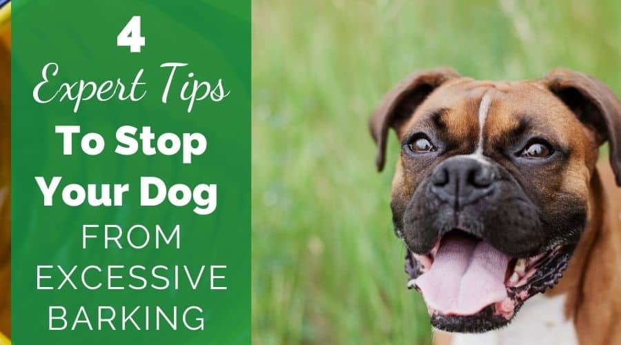 4 Expert Tips To Stop Your Dog From Excessive Barking