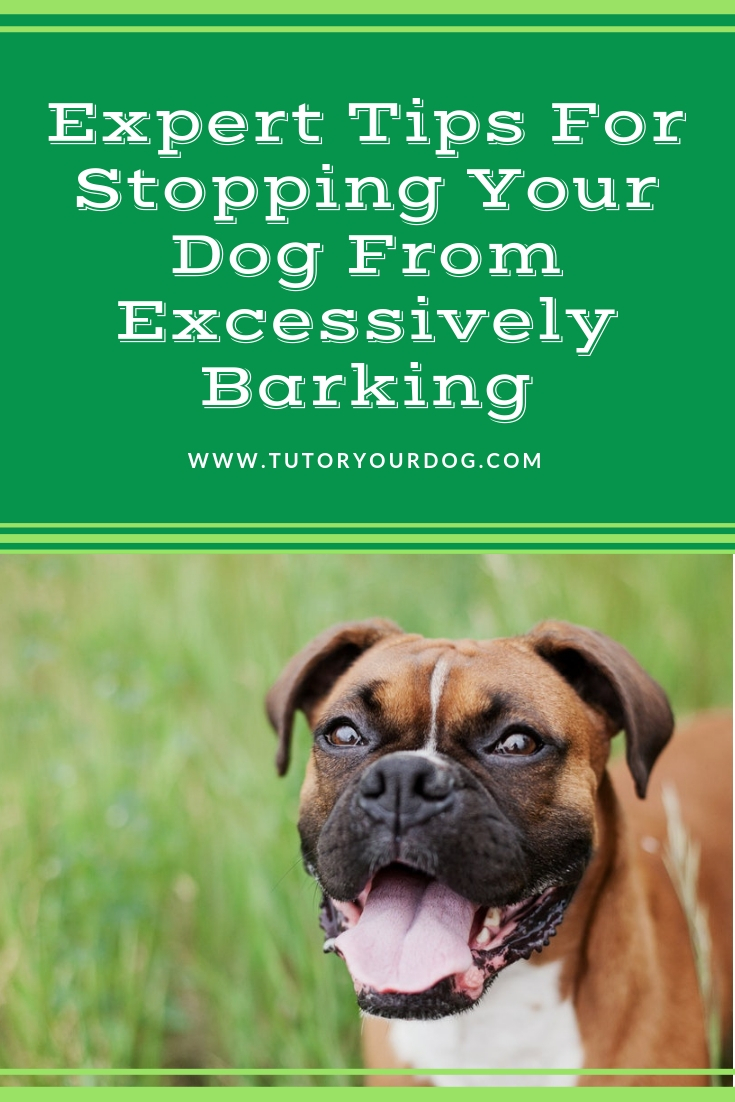 Expert tips for stopping your dog from excessively barking. 