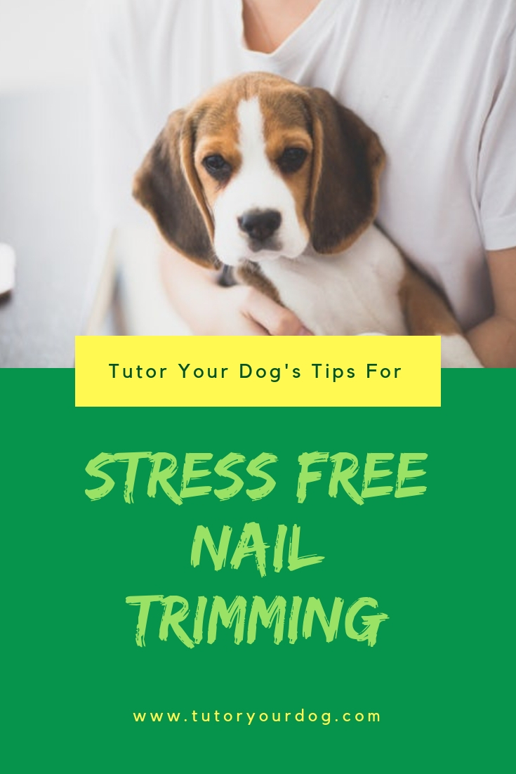 Tips For Stress Free Dog Nail Trimming