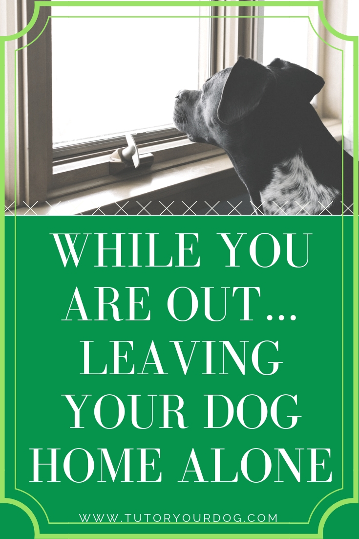 While you are out...leaving your dog home alone. 