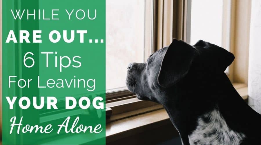 While you were out...6 tips for leaving your dog home alone.
