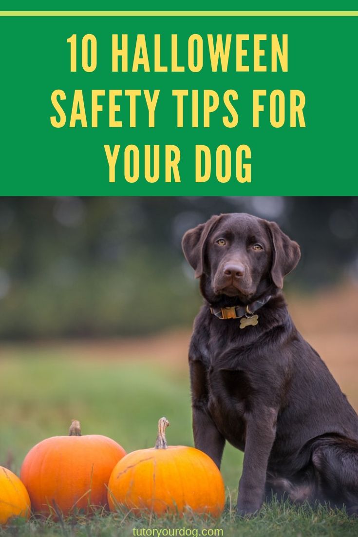 10 Halloween Safety Tips For Your Dog