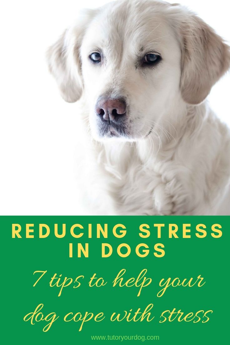7 Tips For Reducing Stress In Dogs