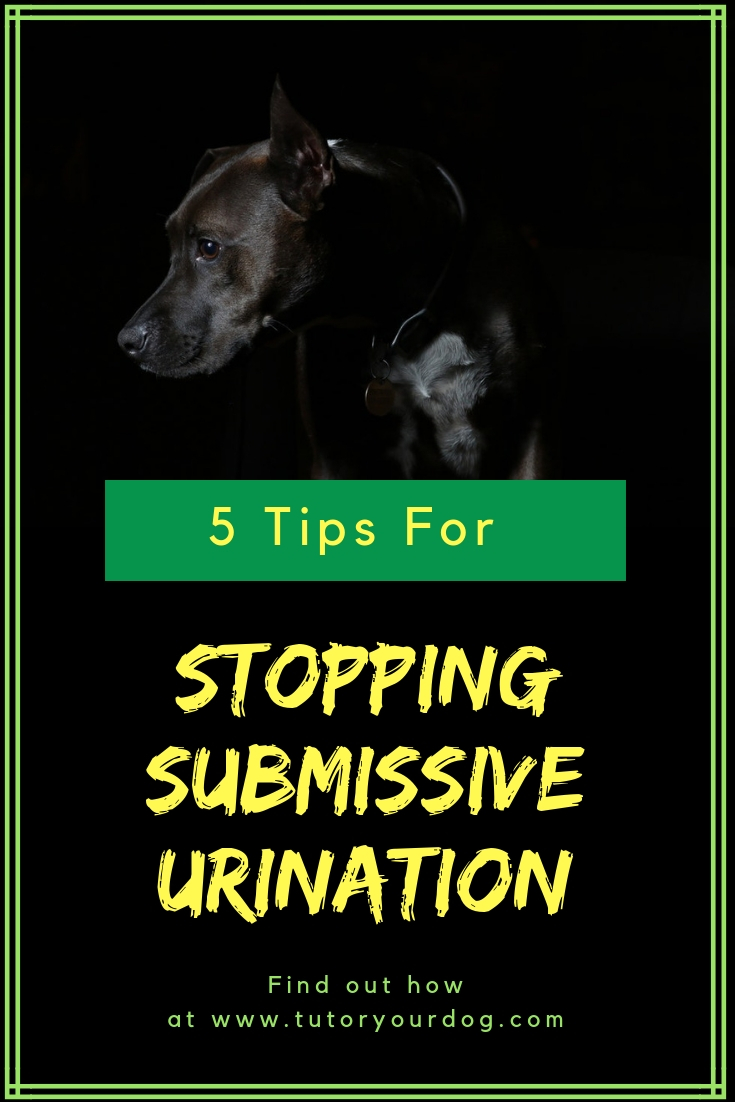 5 Tips For Stopping Submissive Urination