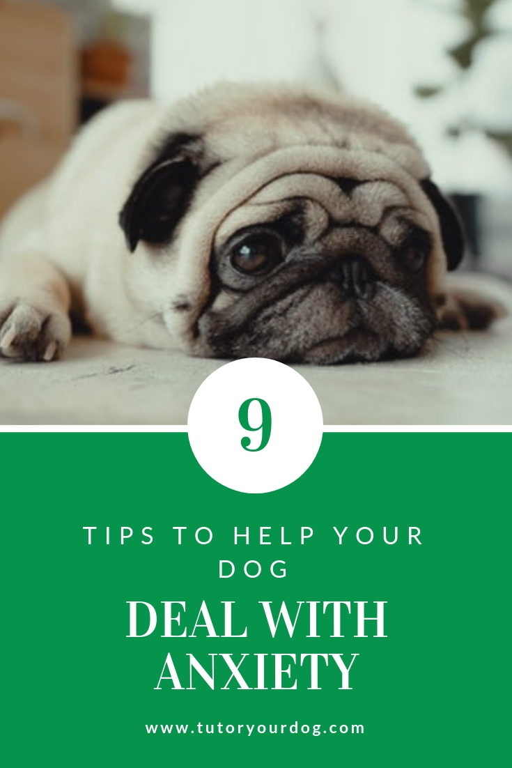 9 Tips To Help Your Dog Deal With Anxiety