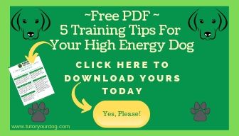 Grab your free copy of our 5 Training Tips For Your High Energy Dog
