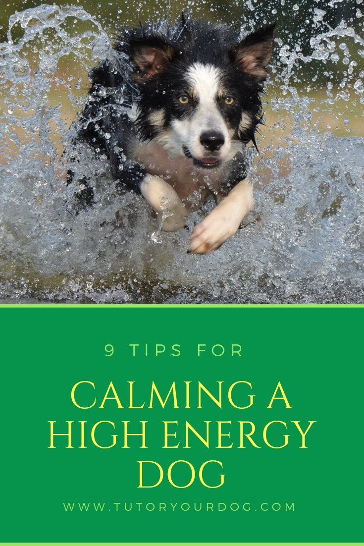 Living with a high energy dog can be challenging and frustrating. We have put together our top 7 tips for calming a high energy dog with more than just exercise. As a bonus we have included a free PDF that you can download with 5 training tips for your high energy dog. Click through to read the article and to grab your free PDF.