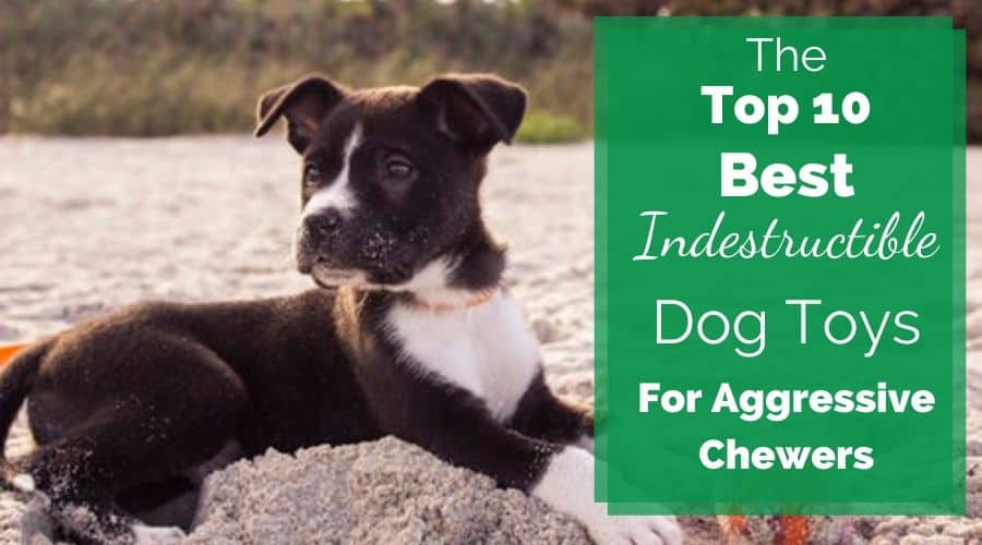 The Top 10 Best Indestructible Dog Toys For Aggressive Chewers