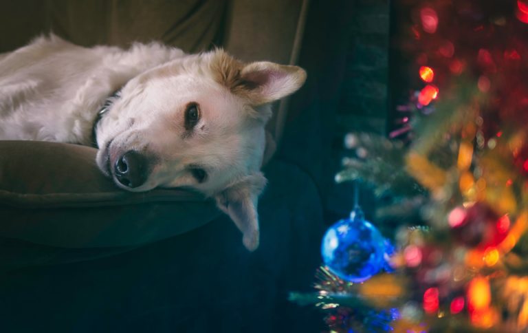 9 Tips To Keep Your Dog Safe Through The Holidays