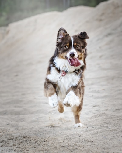 5 Reasons Why Your Dog Needs A Fitbark 2