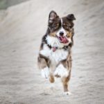 tips for calming a high energy dog