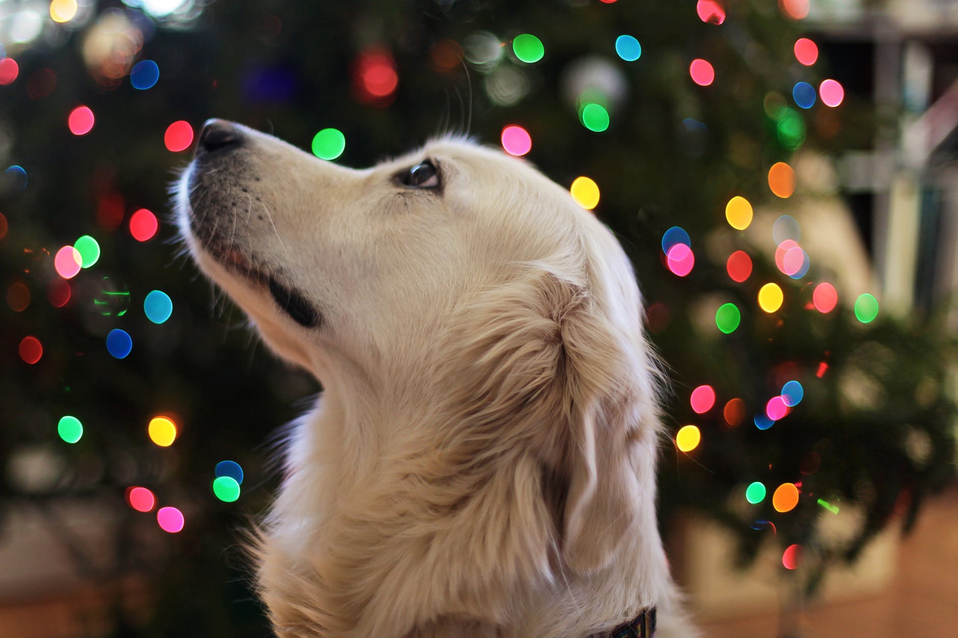9 Easy New Year’s Resolutions For You And Your Dog