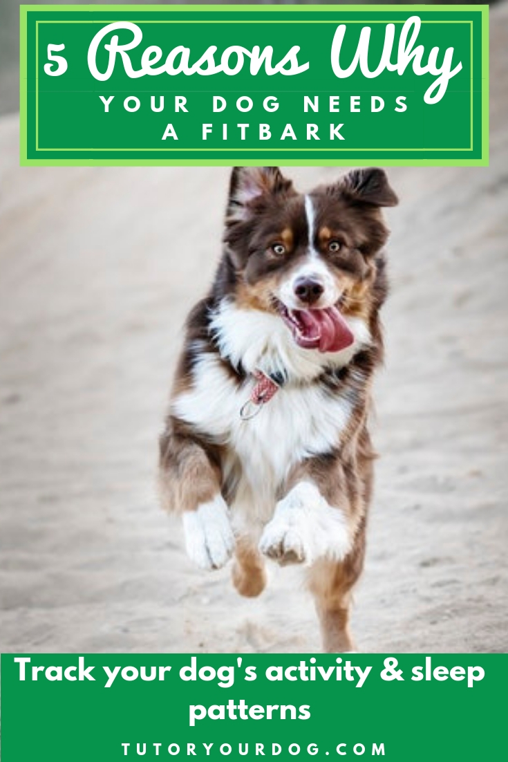 5 Reasons Why Your Dog Needs A Fitbark