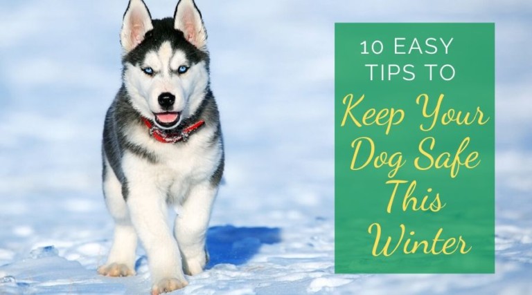 10 Easy Tips To Keep Your Dog Safe This Winter