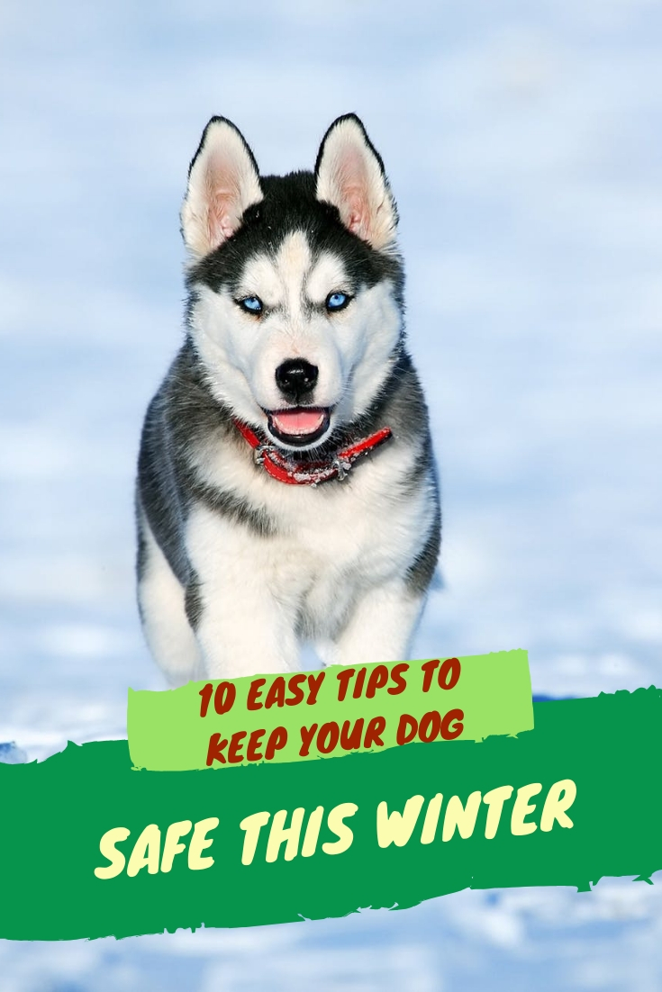 Keep your dog safe this winter with these 10 easy tips for winter safety. Get out and enjoy the outdoors this winter and stay safe! Click through to read the article.