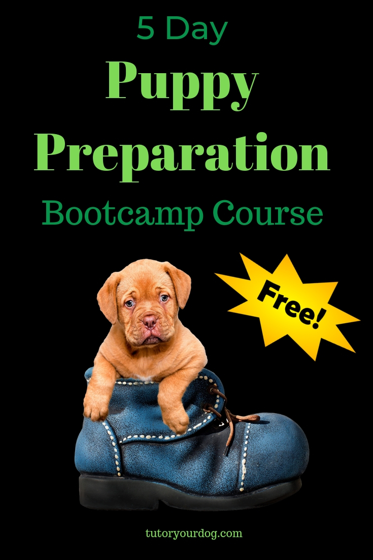 5 Day Puppy Preparation Bootcamp