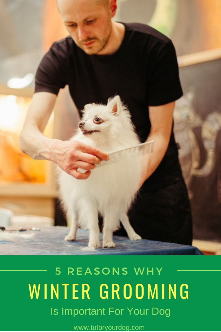 5 Reasons Why Winter Grooming Is Important For Your Dog
