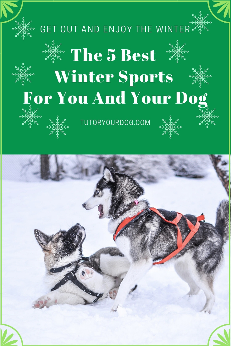 Winter doesn't mean that you need to hibernate.  There are lots of fun activities that you can do outdoors with your dog in the winter.  Click through to check out our top 5 winter sports for you and your dog.  