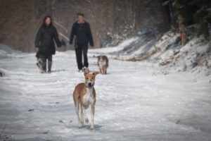 winter hiking with your dog