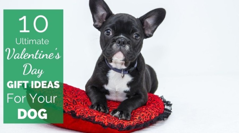 10 Ultimate Valentine’s Day Gift Ideas For Your Dog