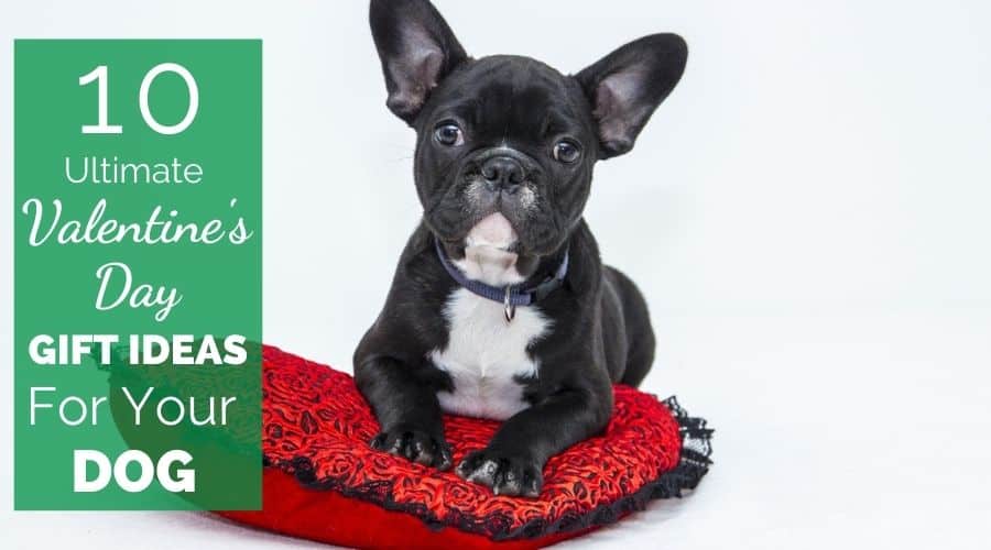 10 Ultimate Valentine's Day Gift Ideas For Your Dog