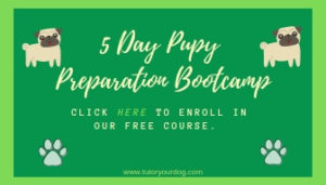 Free 5 Day Puppy Preparation Bootcamp Course