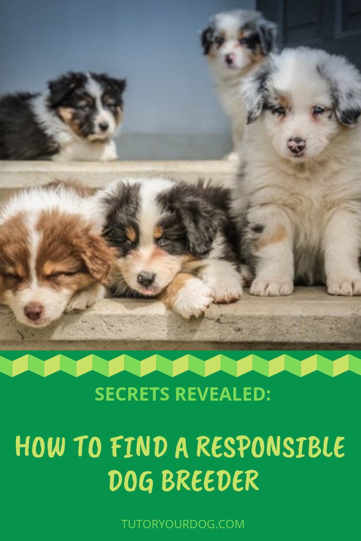 Secrets Revealed: How To Find A Responsible Breeder