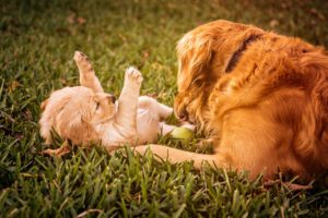 8 Tips For Successfully Introducing Your Dog To A New Puppy
