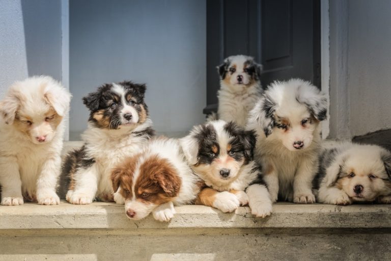 Secrets Revealed:  How To Find A Responsible Dog Breeder