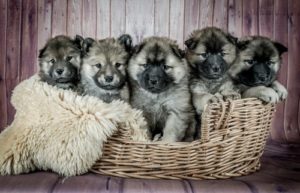 Secrets Revealed: How To Find A Responsible Dog Breeder