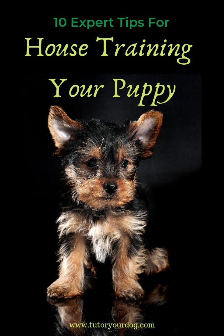 Expert tips for successfully house training your puppy. These easy to follow tips can also be used to house train older dogs.  Click through to read the article.
#housetrainyourpuppy
#pottytrainingyourpuppy