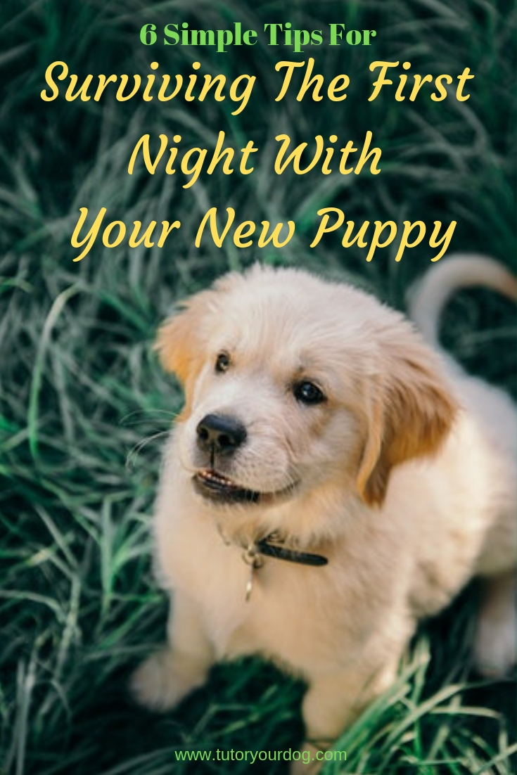 6 simple tips for surviving the first night with your new puppy