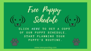 Free Puppy Daily Schedule