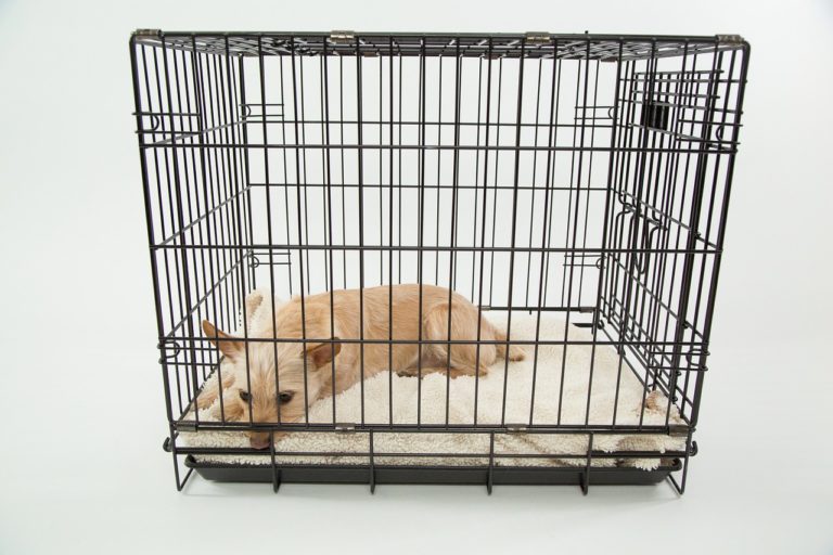 4 Easy Steps To Crate Training Your Puppy