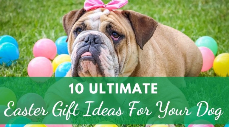 10 Ultimate Easter Gift Ideas For Your Dog