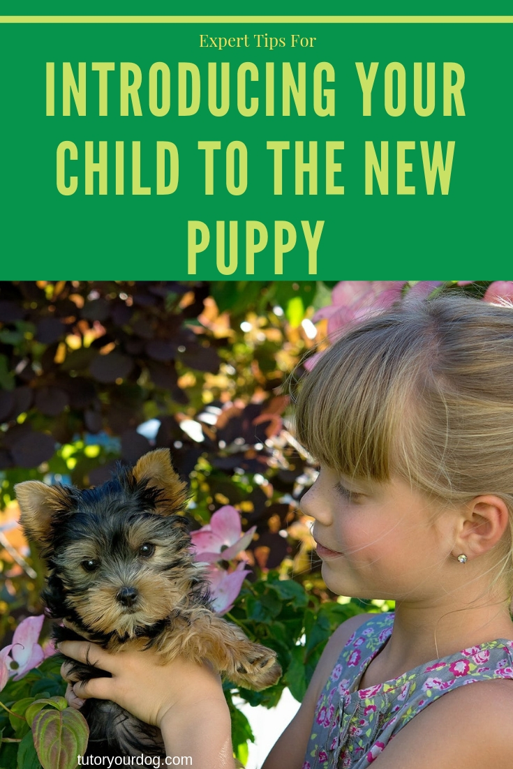 Introducing Your Child To The New Puppy. Expert tips for making the introduction between your children and the new puppy go smoothly.
