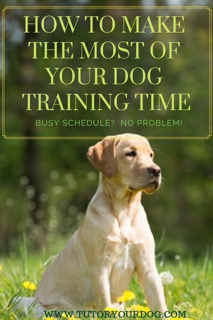 Life is busy but with these time saving tips you can still have a well trained dog. Learn how to make the most of your dog training time.
