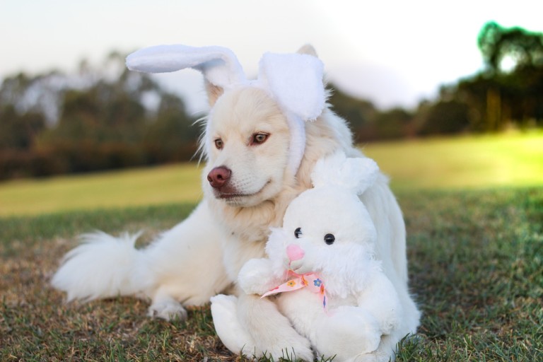 3 Easter Safety Tips For Your Dog