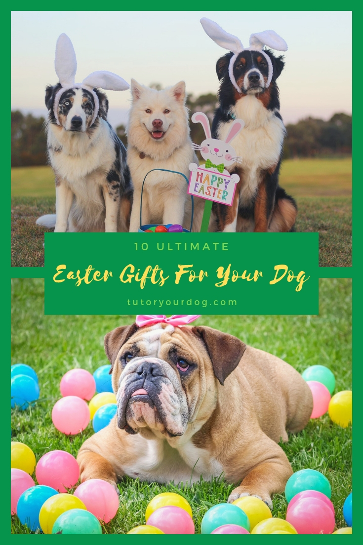 10 Ultimate Easter Gift Ideas For Your Dog.  Find out what we recommend for your special furry family member on Easter morning.  