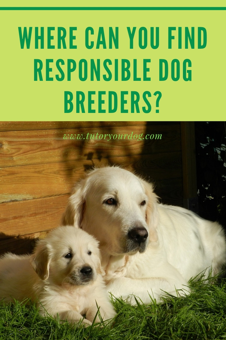 Where can you find responsible dog breeders?