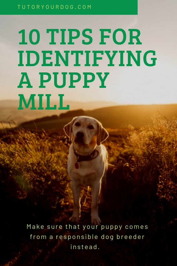 10 tips for identifying a puppy mill.