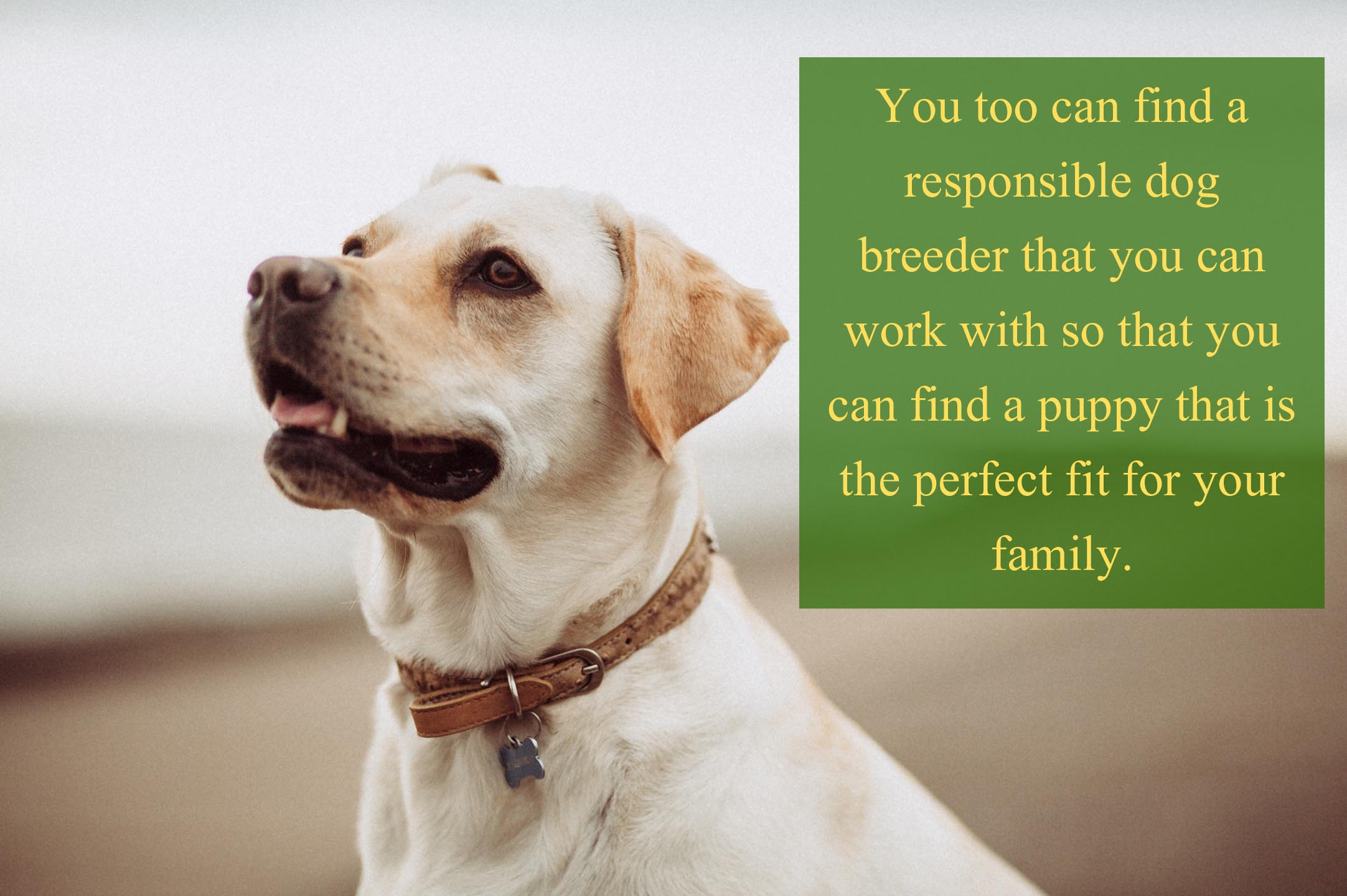 Secrets to find a responsible dog breeder.