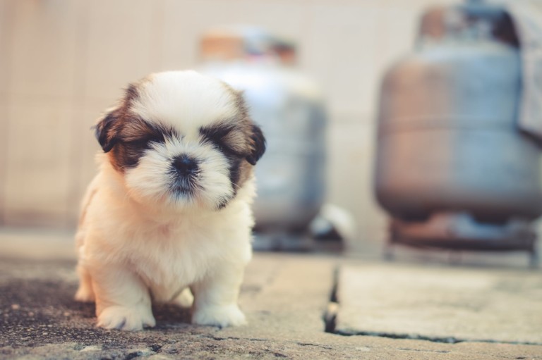 Why Do Dog Breeders Evaluate Their Puppies?