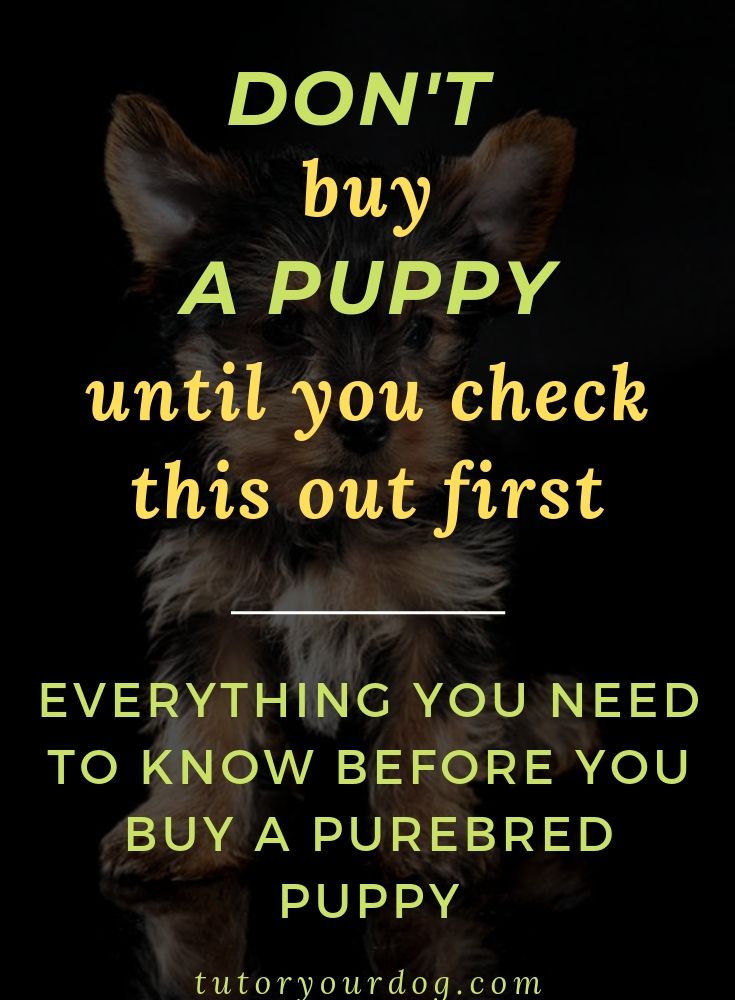Don't buy a puppy until you check this out first. We will show you everything you need to know before you buy a purebred puppy. Click through to learn more about finding a dog breeder you can trust.