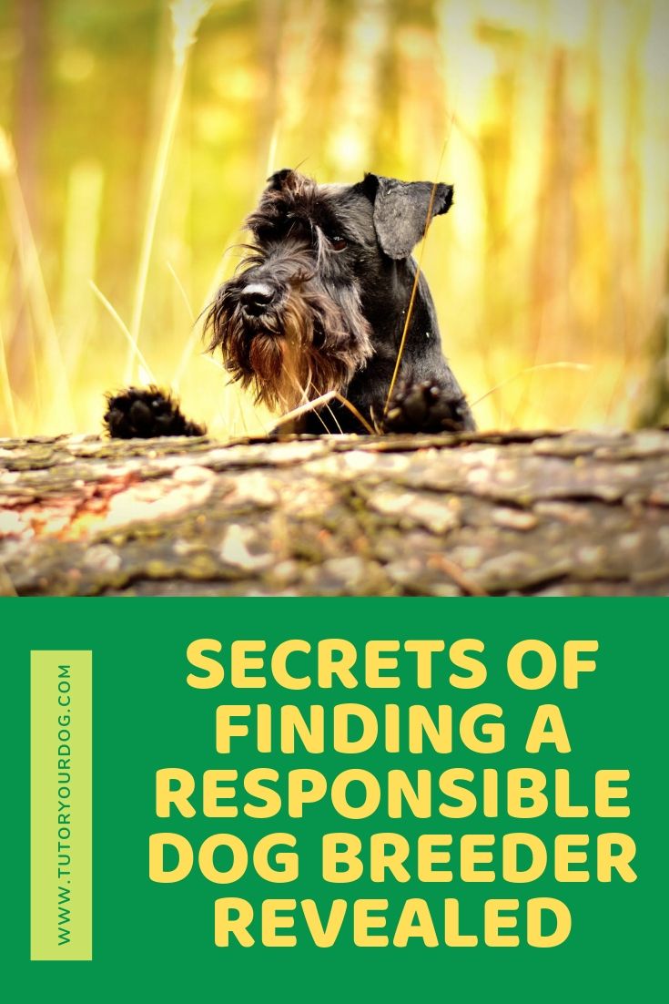 Learn everything that you need to know about finding a responsible dog breeder. Finding a puppy from a responsible breeder can be frustrating if you don't know where to look or what to look for. Click through to check out how we can teach you all about finding a well bred puppy from a responsible dog breeder.