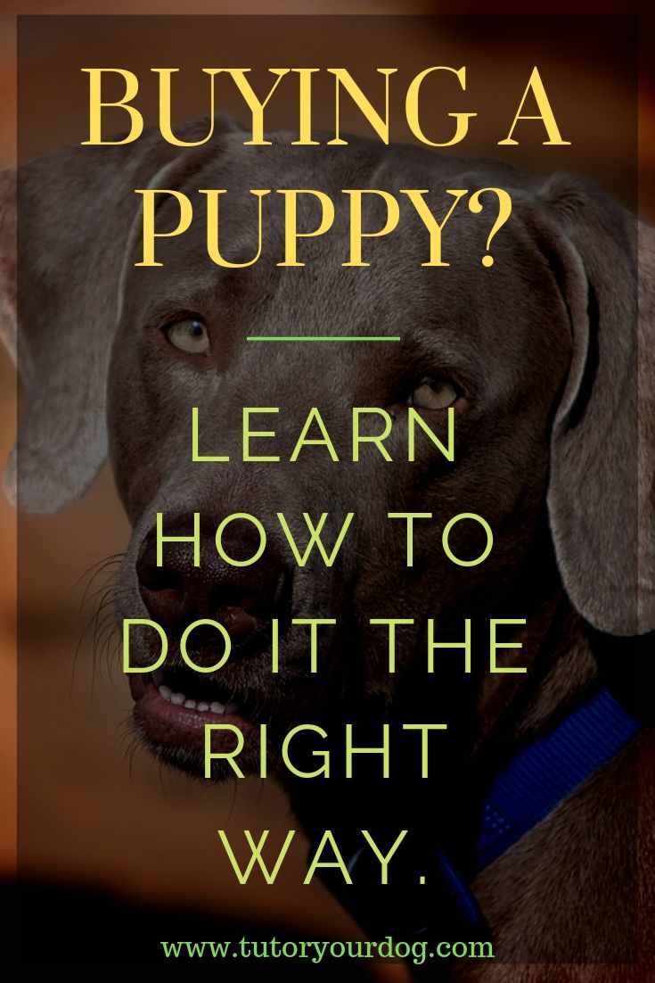 If you are thinking about buying a puppy you need to make sure that you get one from a reputable breeder. Finding a responsible dog breeder can be frustrating if you don't know where to start looking. Click through to see how we can show you where to find a responsible breeder.
