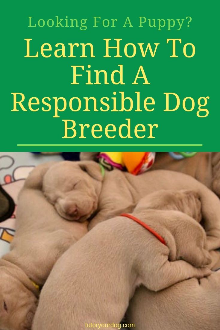 Looking for a new puppy? We will show you how to find a responsible breeder in Secrets Of Finding A Responsible Dog Breeder. Click through to learn more about how to find and what to look for in a responsible dog breeder.