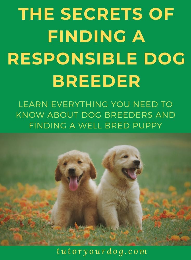 Knowing where to look for a responsible dog breeder is not always easy. Searching online usually ends up taking you to classified ads where you see so many ads from puppy mills and backyard breeders. Your search for a puppy can quickly become frustrating. This is why we developed our course, Secrets Of Finding A Responsible Dog Breeder. Click through to enroll and learn everything you need in order to be able to find a responsible dog breeder.